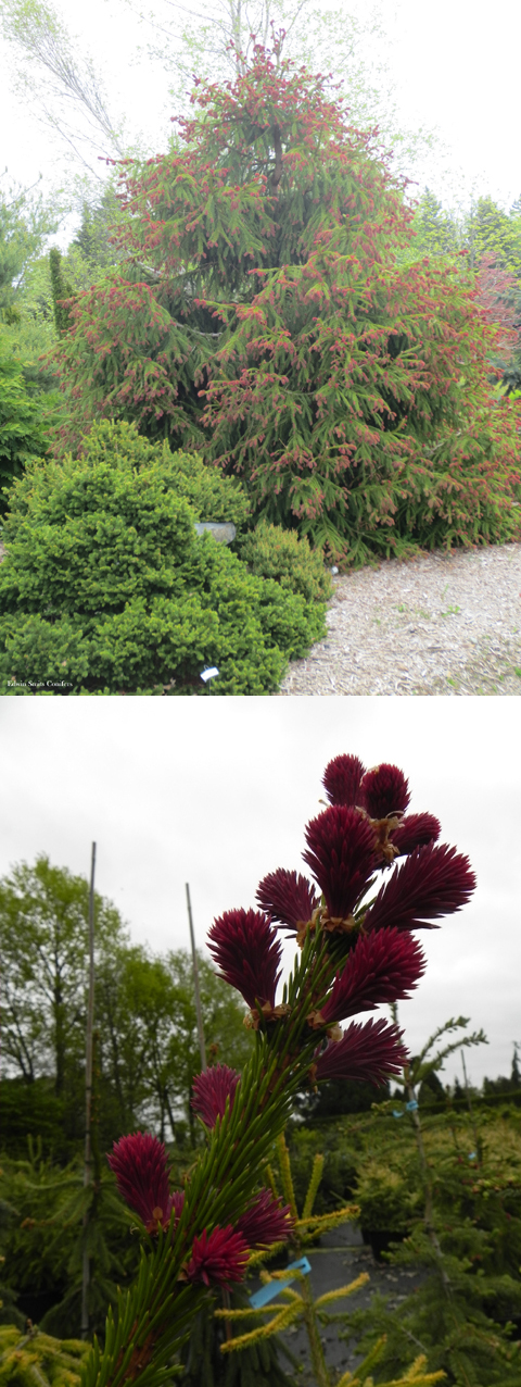 Picea abies 'Red Man'